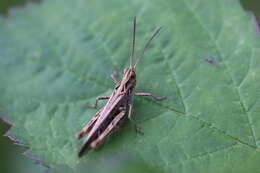 Chorthippus (Glyptobothrus) biguttulus (Linnaeus 1758) resmi