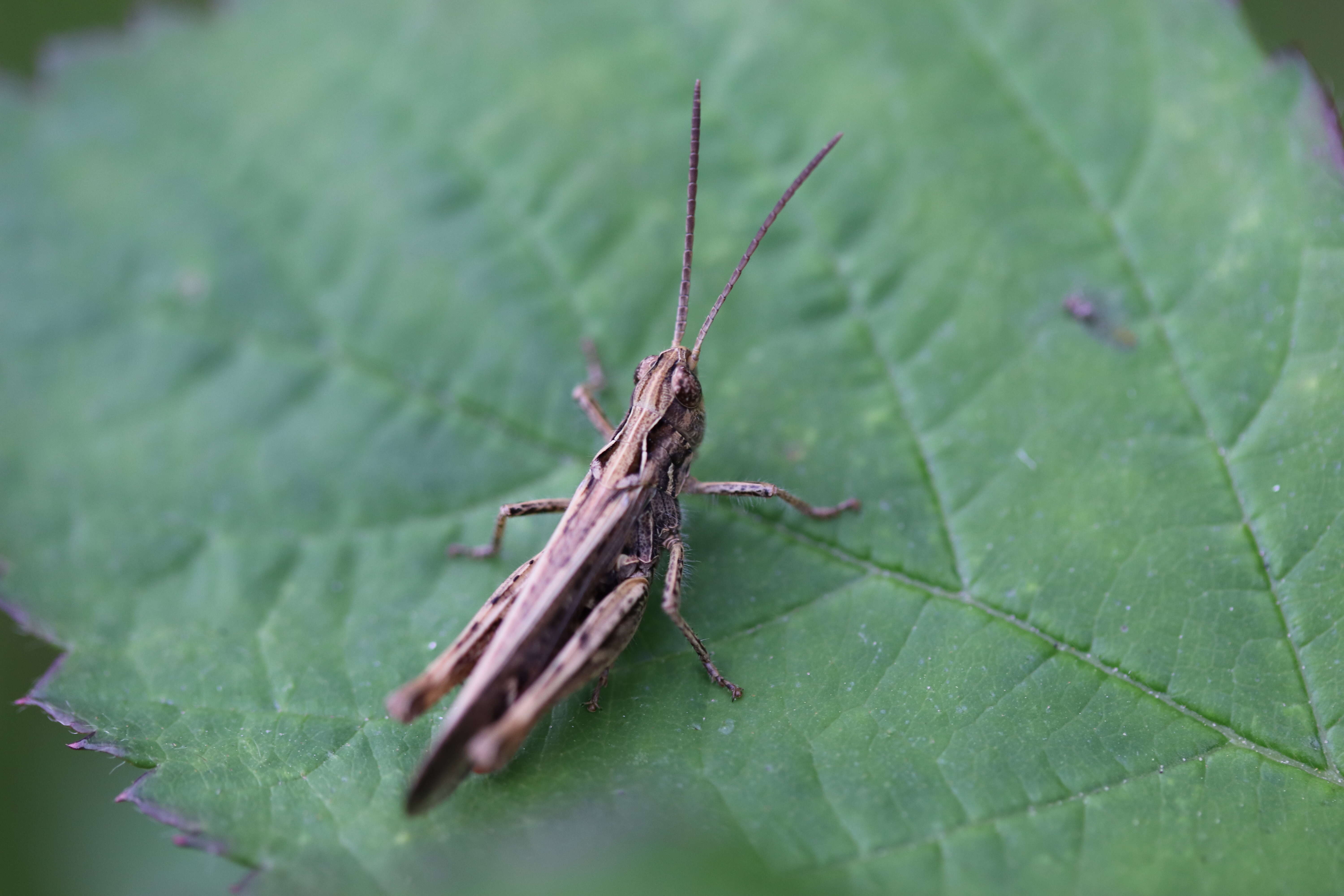 Chorthippus (Glyptobothrus) biguttulus (Linnaeus 1758) resmi