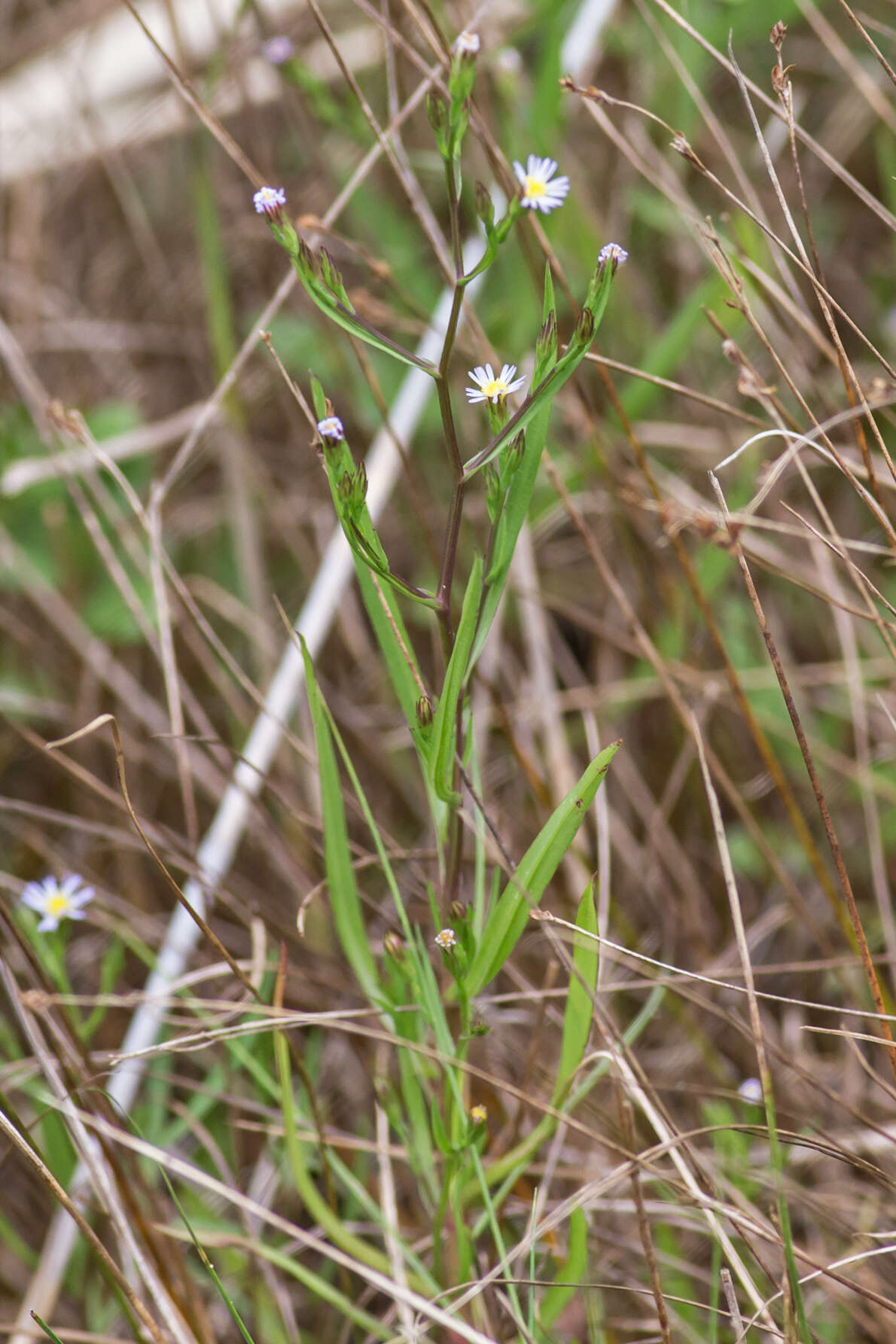 Sivun Symphyotrichum tenuifolium (L.) G. L. Nesom kuva