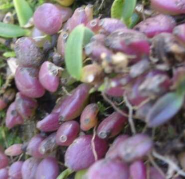 Image de Bulbophyllum cocoinum Bateman ex Lindl.