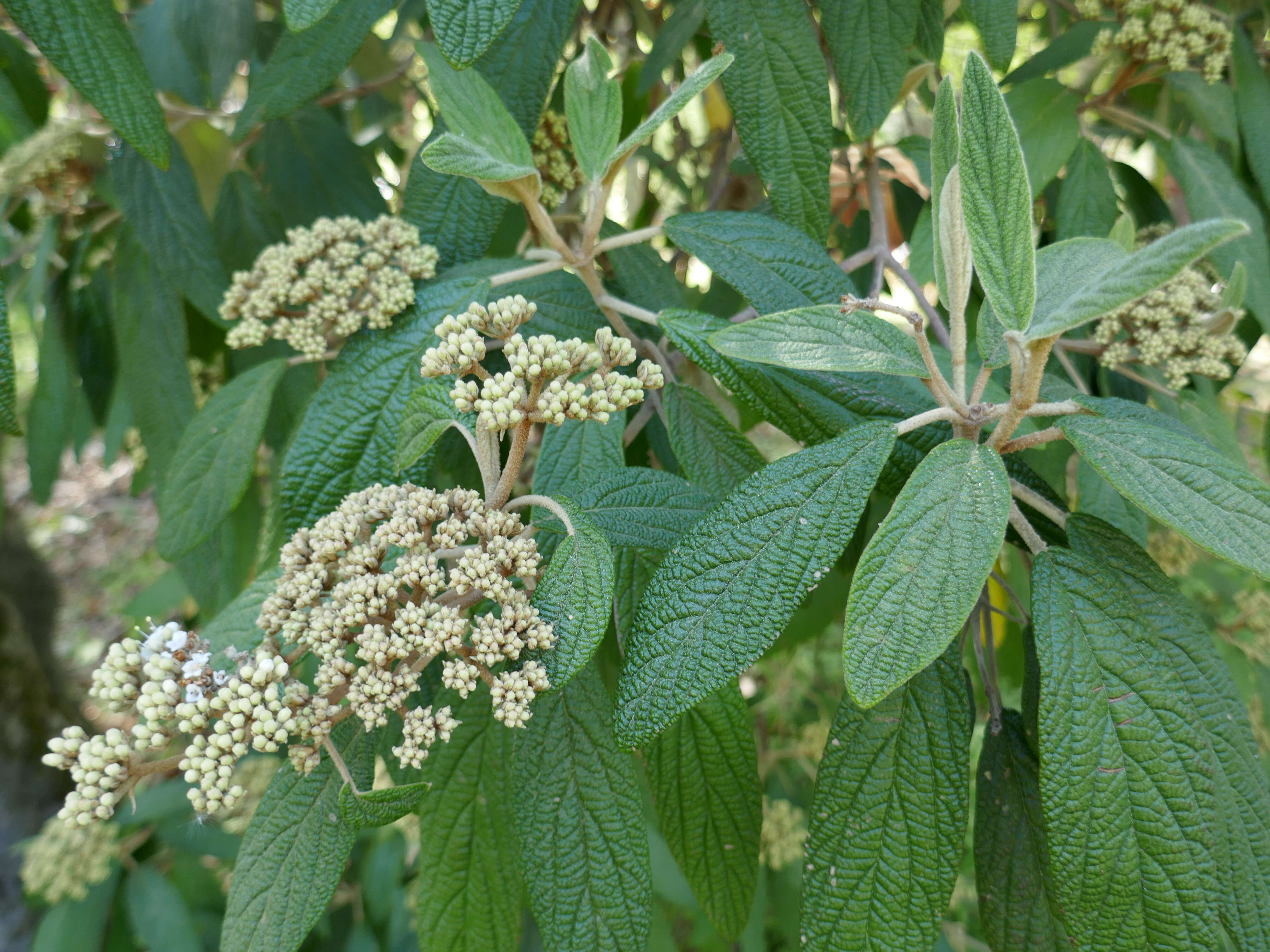 Plancia ëd Viburnum rhytidophyllum Hemsl. ex Forb. & Hemsl.