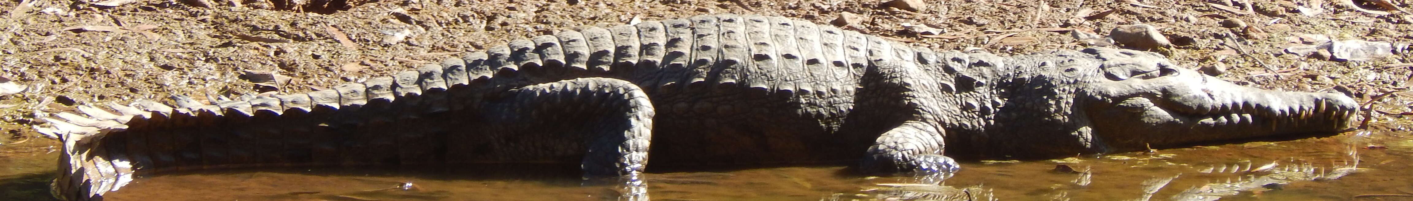 Image of Australian Freshwater Crocodile