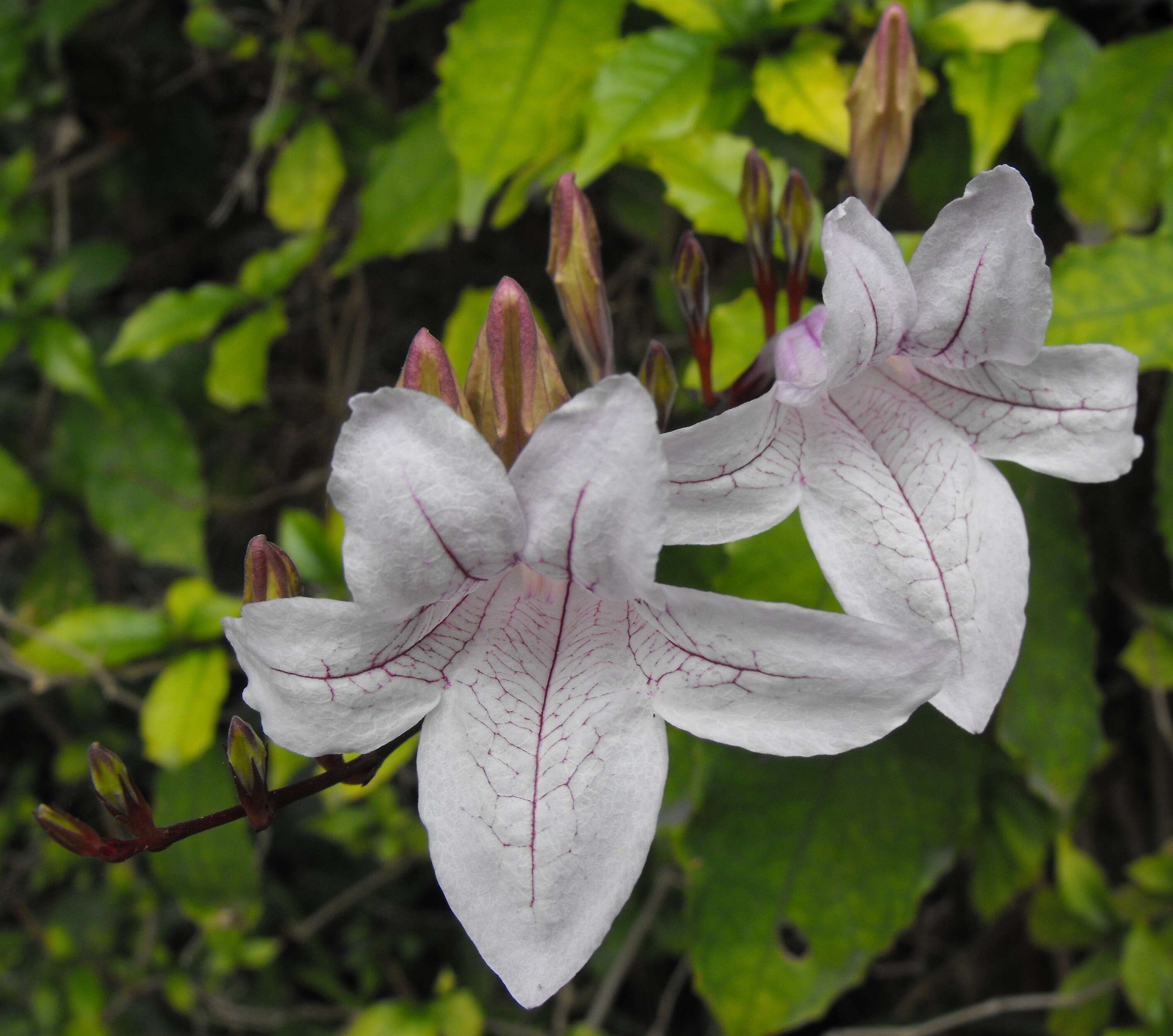 Image of River bells