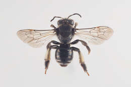 Image of Macropis europaea Warncke 1973
