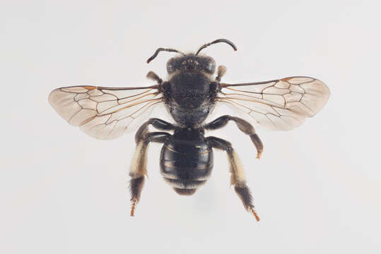 Image de Macropis europaea Warncke 1973