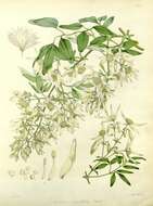 Image of Clematis linearifolia Steud.