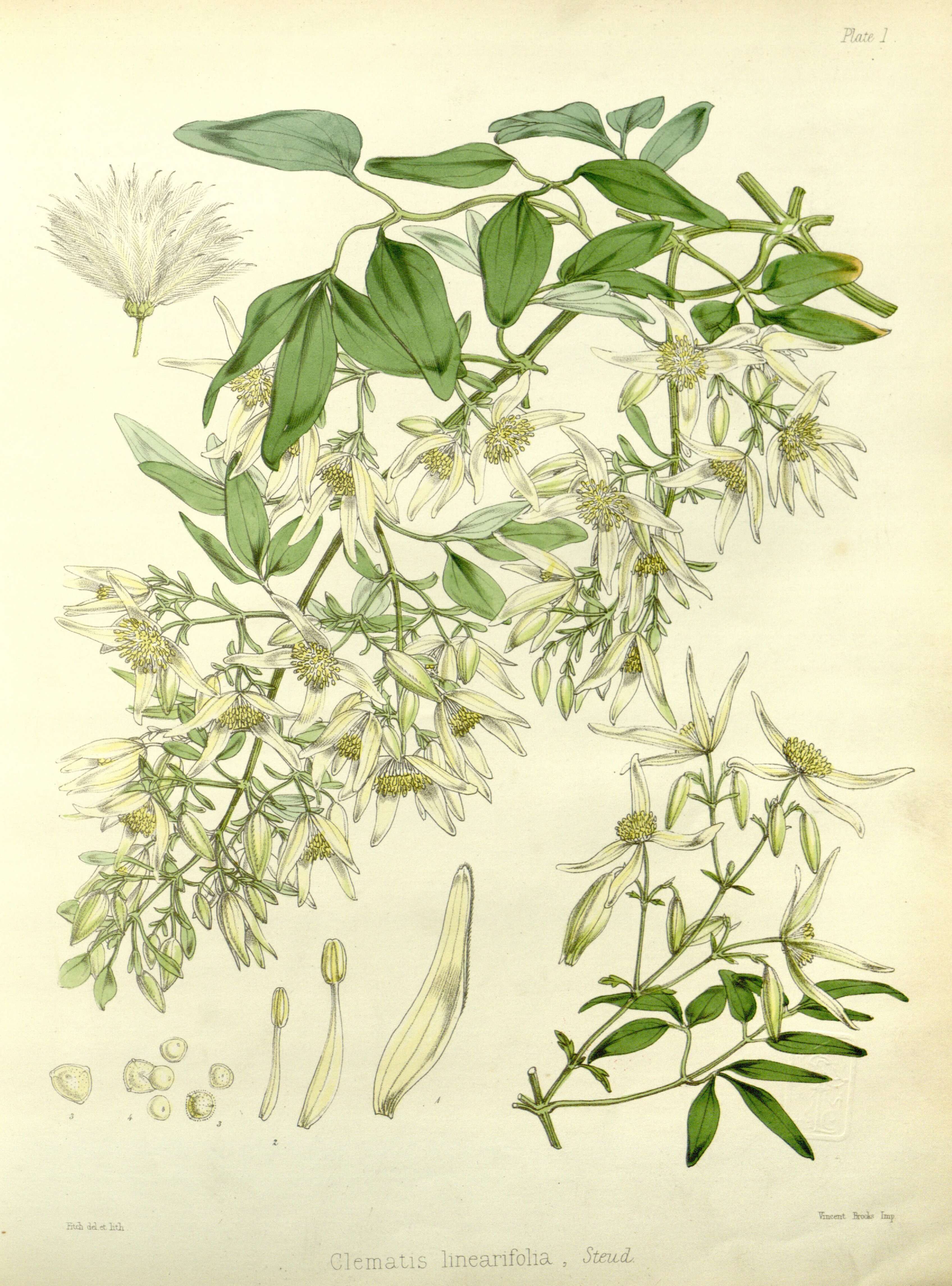 Image of Clematis linearifolia Steud.