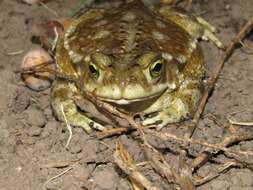 Rhinella arenarum (Hensel 1867)的圖片