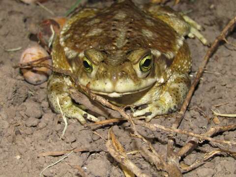 Rhinella arenarum (Hensel 1867)的圖片