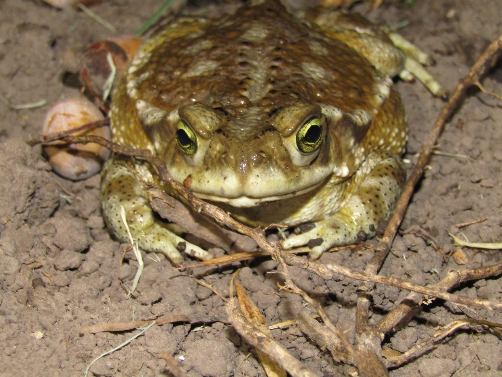 Image de Rhinella arenarum (Hensel 1867)