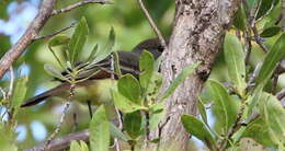 Image of Great Crested Flycatcher