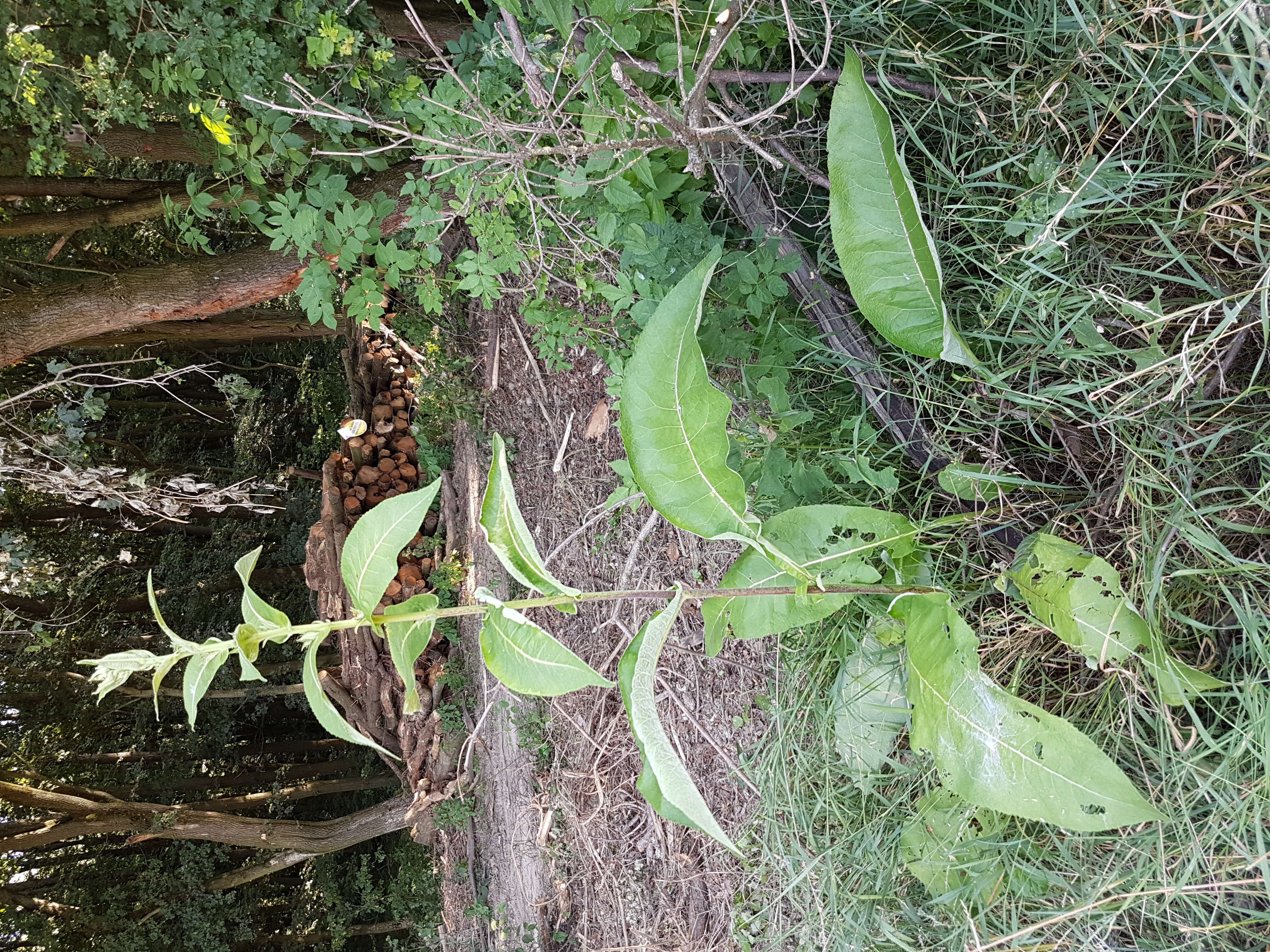 Inula helenium L. resmi