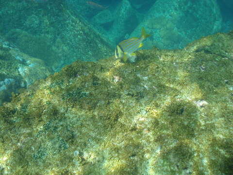 Image of Porkfish