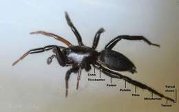 Image of ground spiders