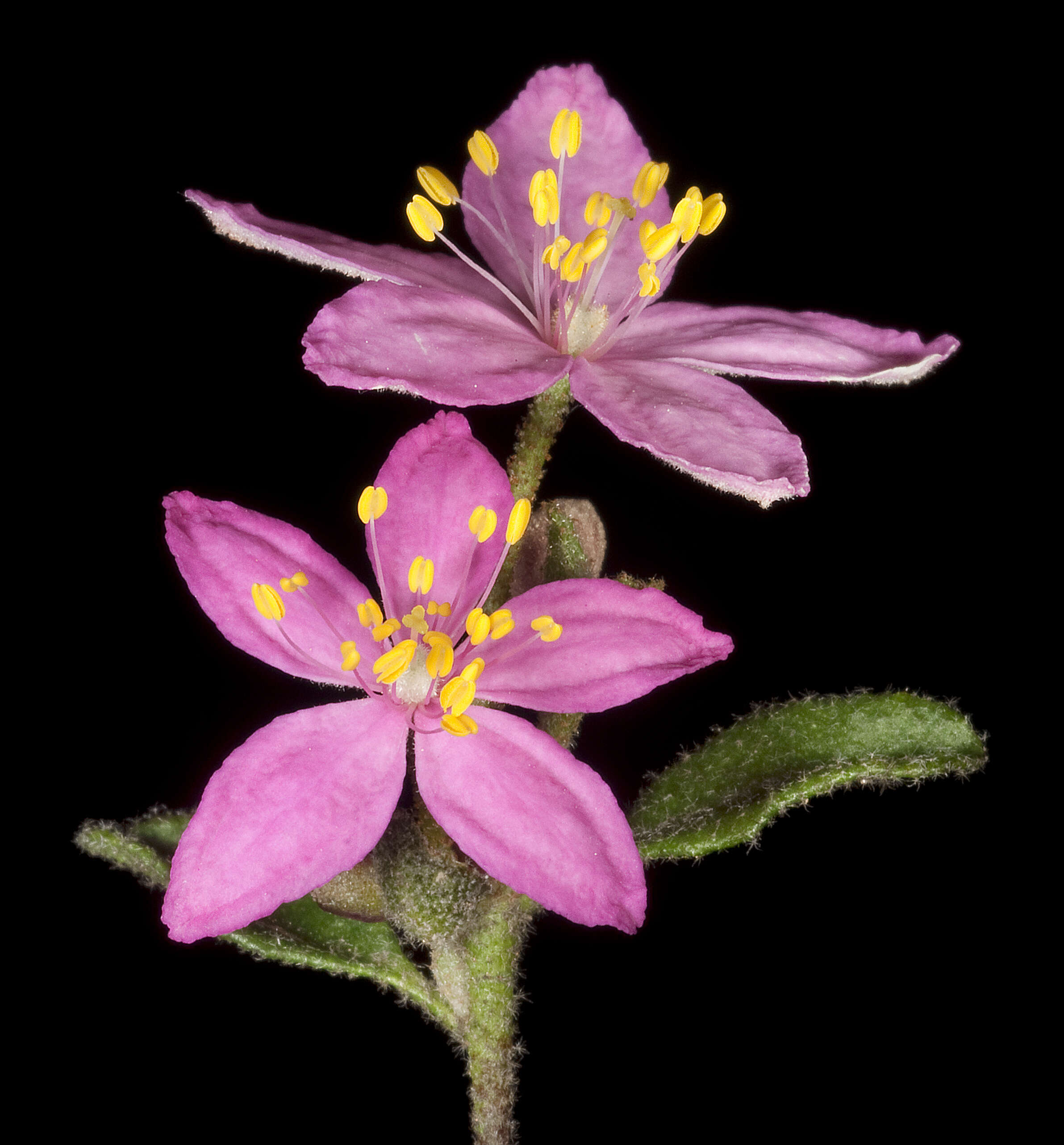Image of Asterolasia grandiflora (Hook.) Benth.