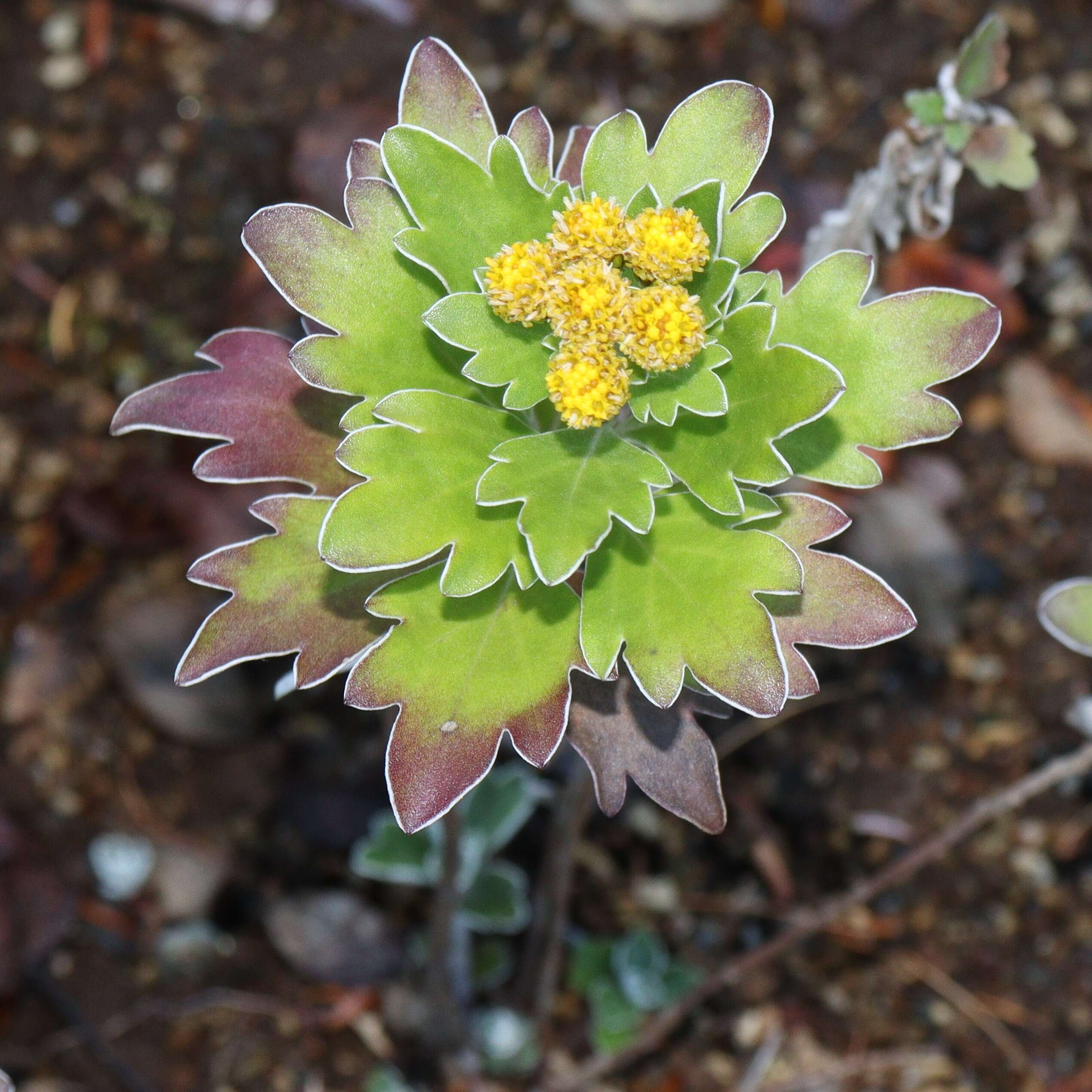 Plancia ëd Ajania pacifica (Nakai) K. Bremer & C. J. Humphries