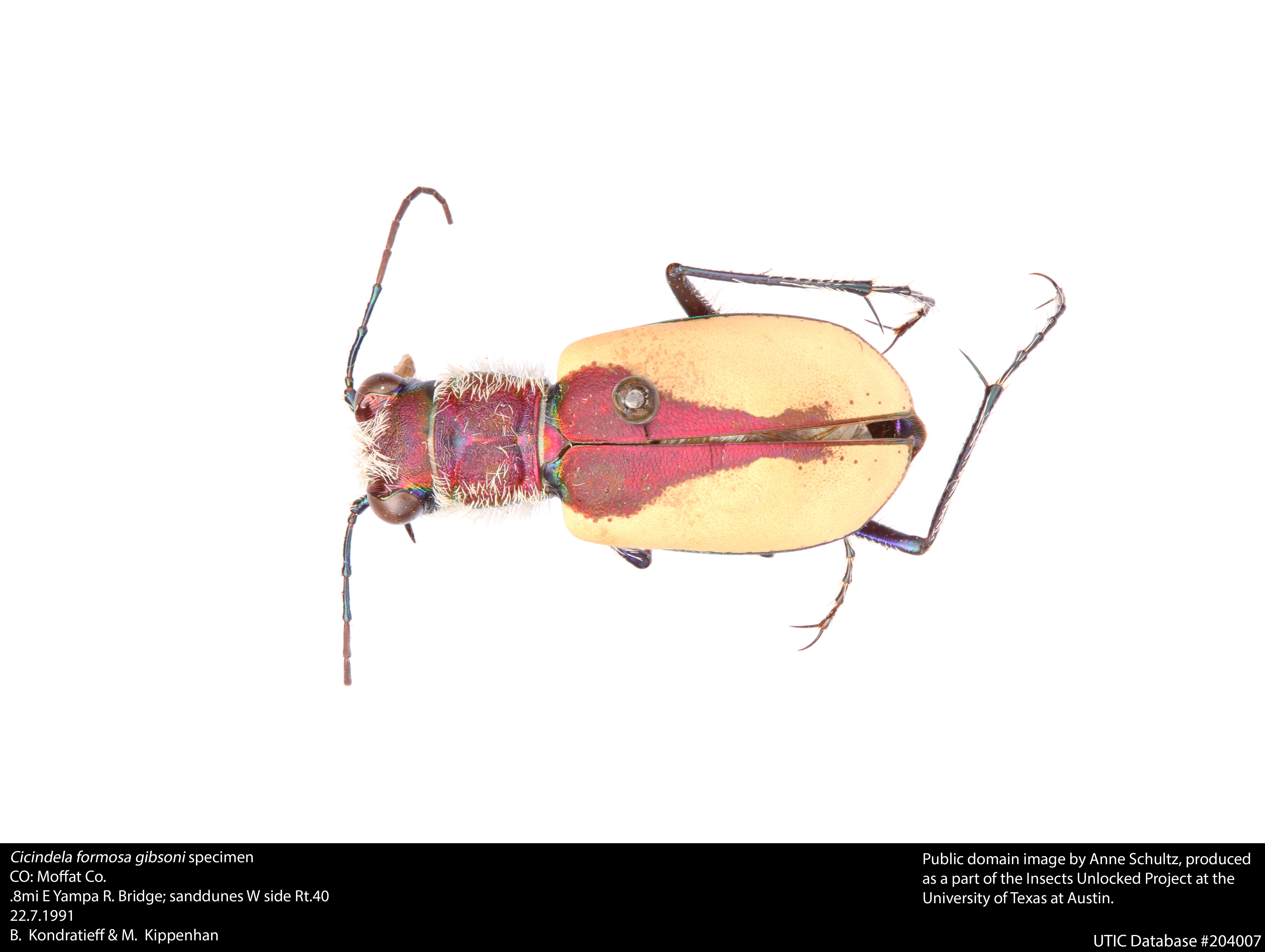 Image de Cicindela (Cicindela) formosa Say 1817