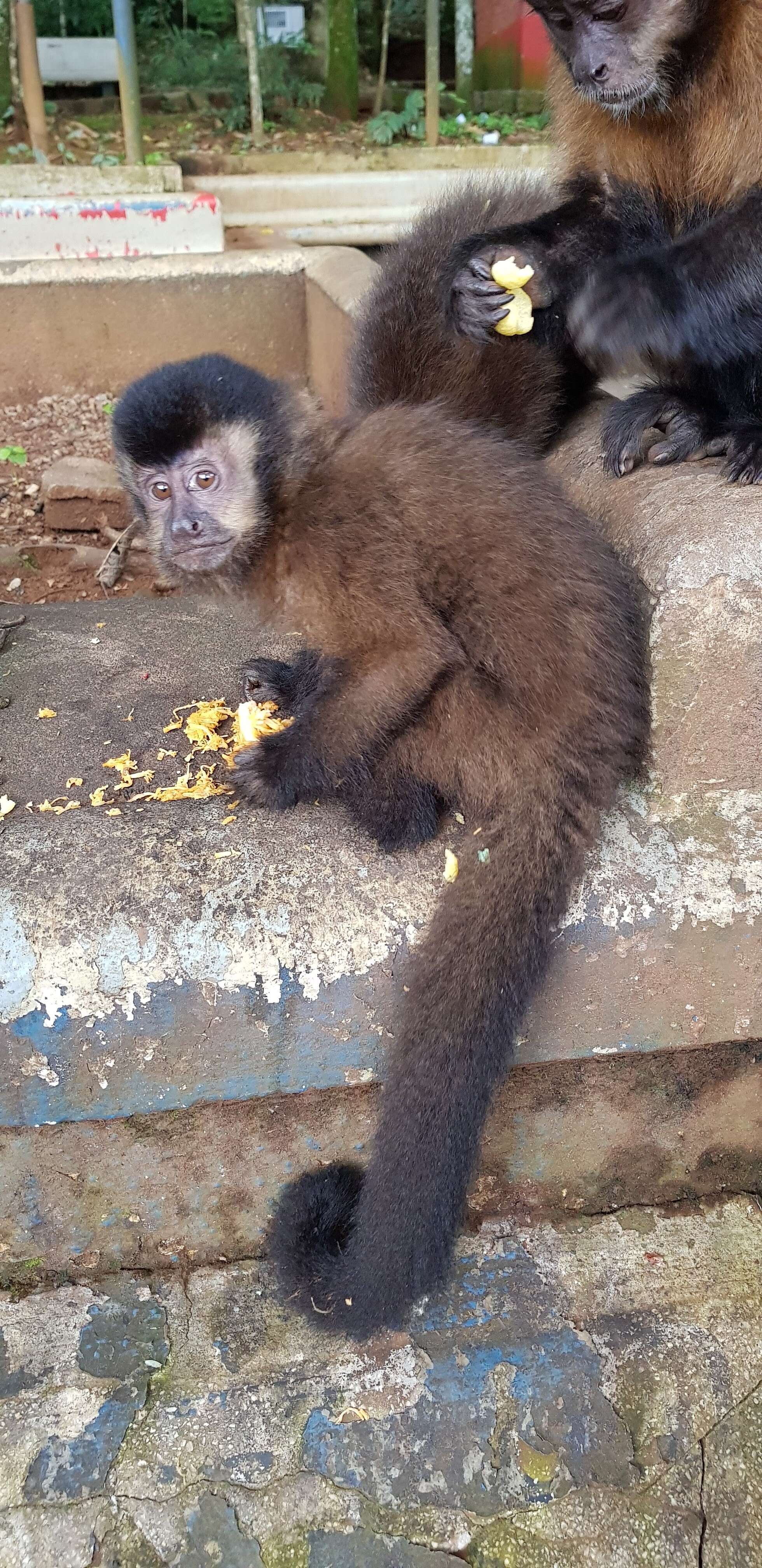 Image of Black Capuchin