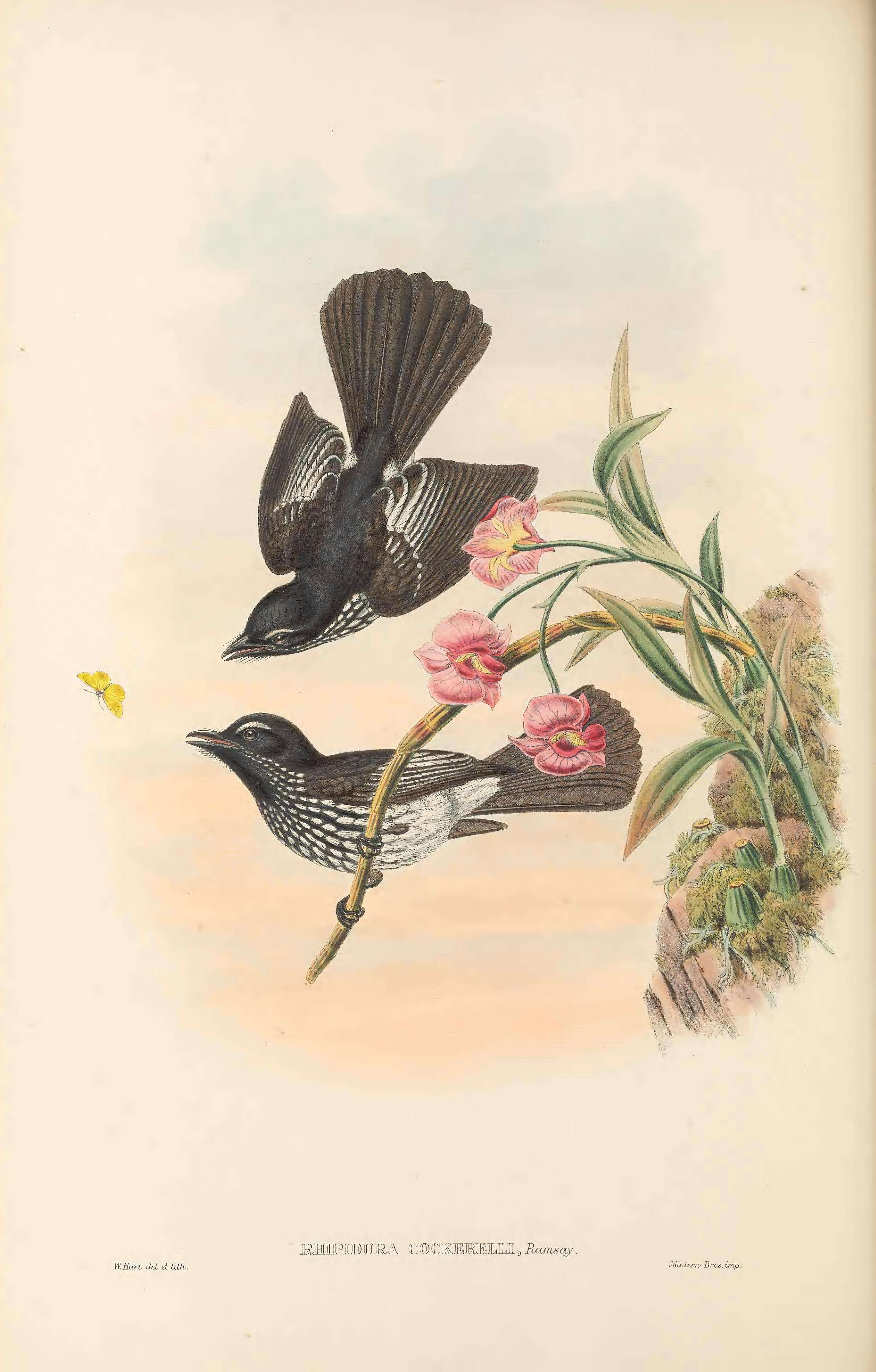 Image of Cockerell's Fantail