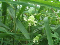 Слика од Silene baccifera (L.) Roth