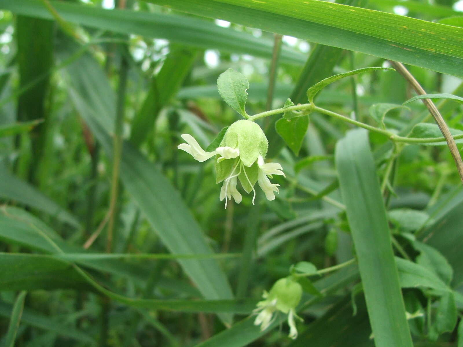 Imagem de Silene baccifera (L.) Roth