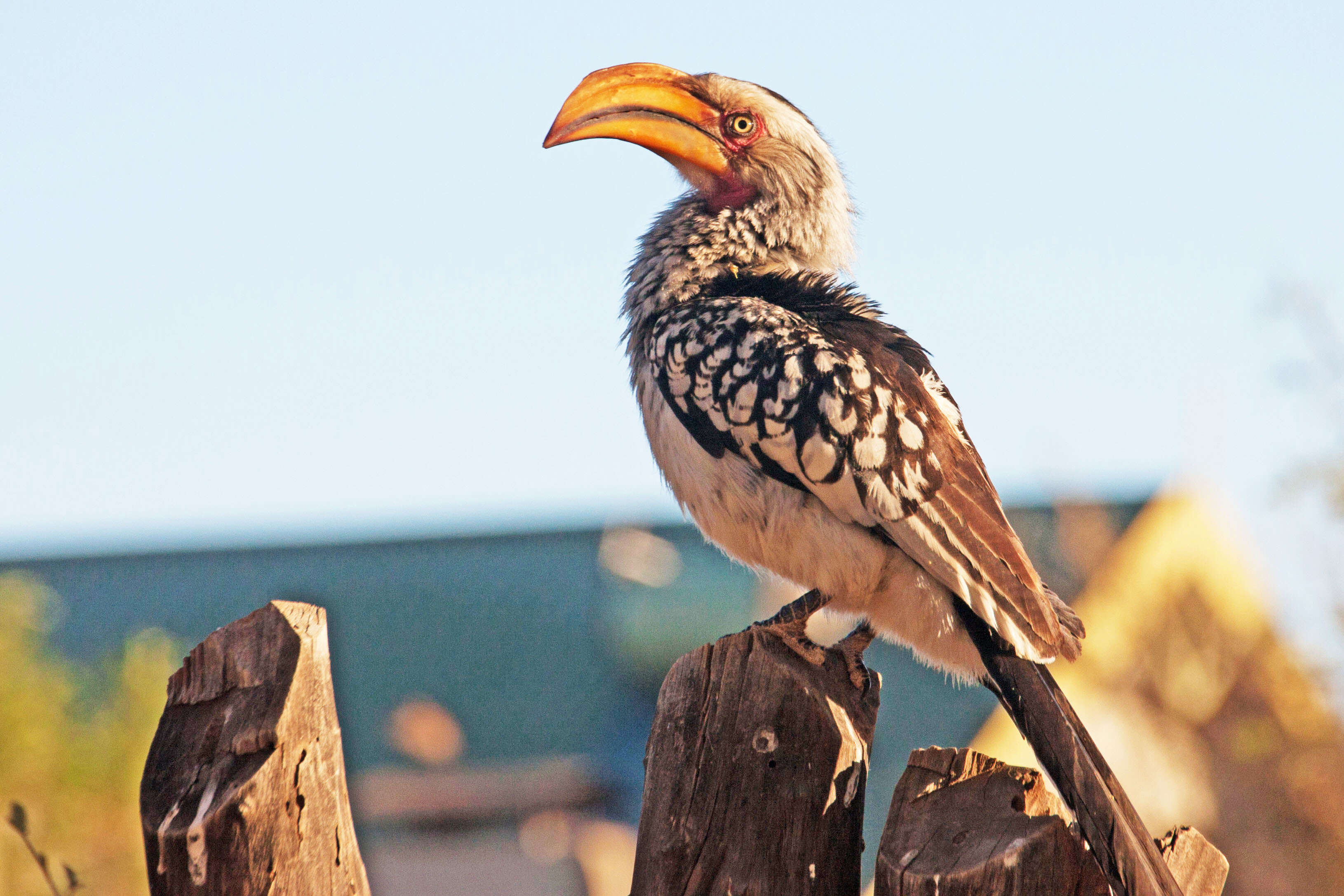 Image of Southern Yellow-billed Hornbill