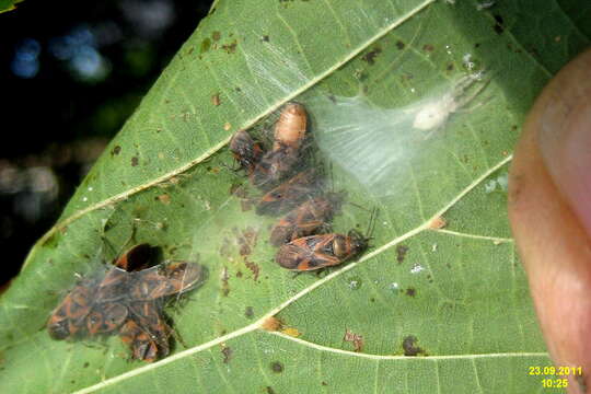 صورة Arocatus longiceps Stal & C. 1872