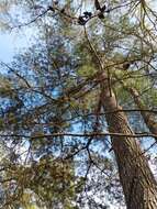 Imagem de Pinus glabra Walter