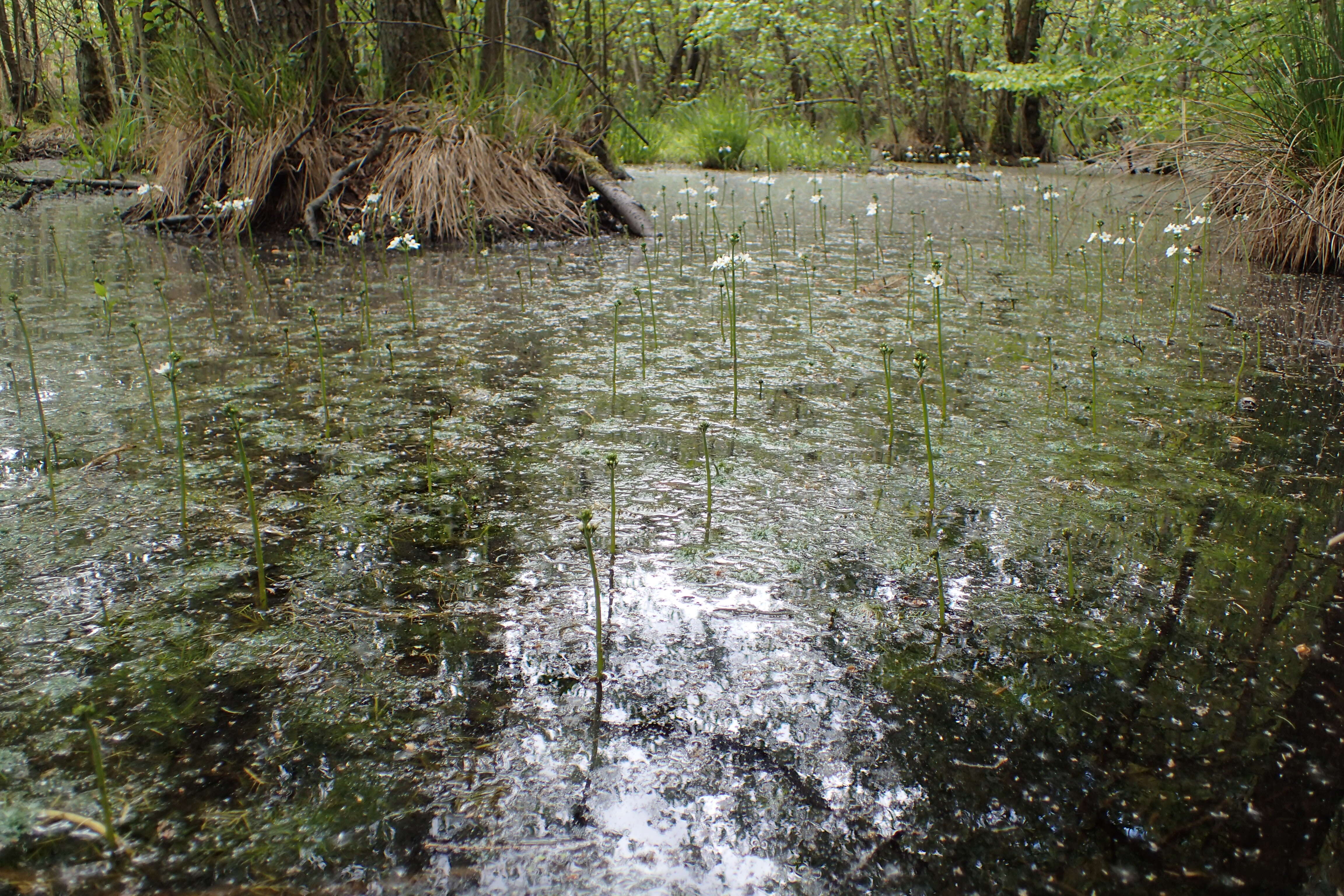 Image of Featherfoil