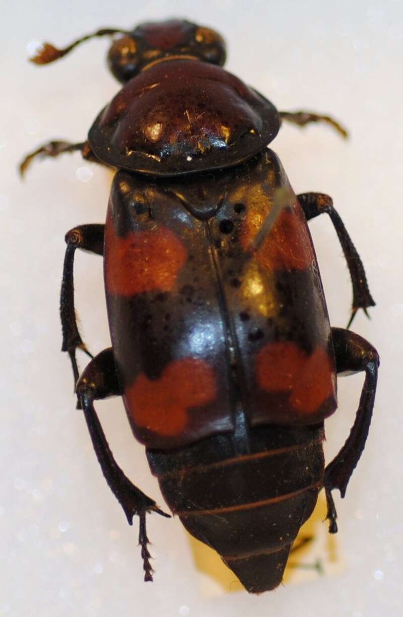 صورة Nicrophorus (Nicrophorus) americanus Olivier & A. G. 1790