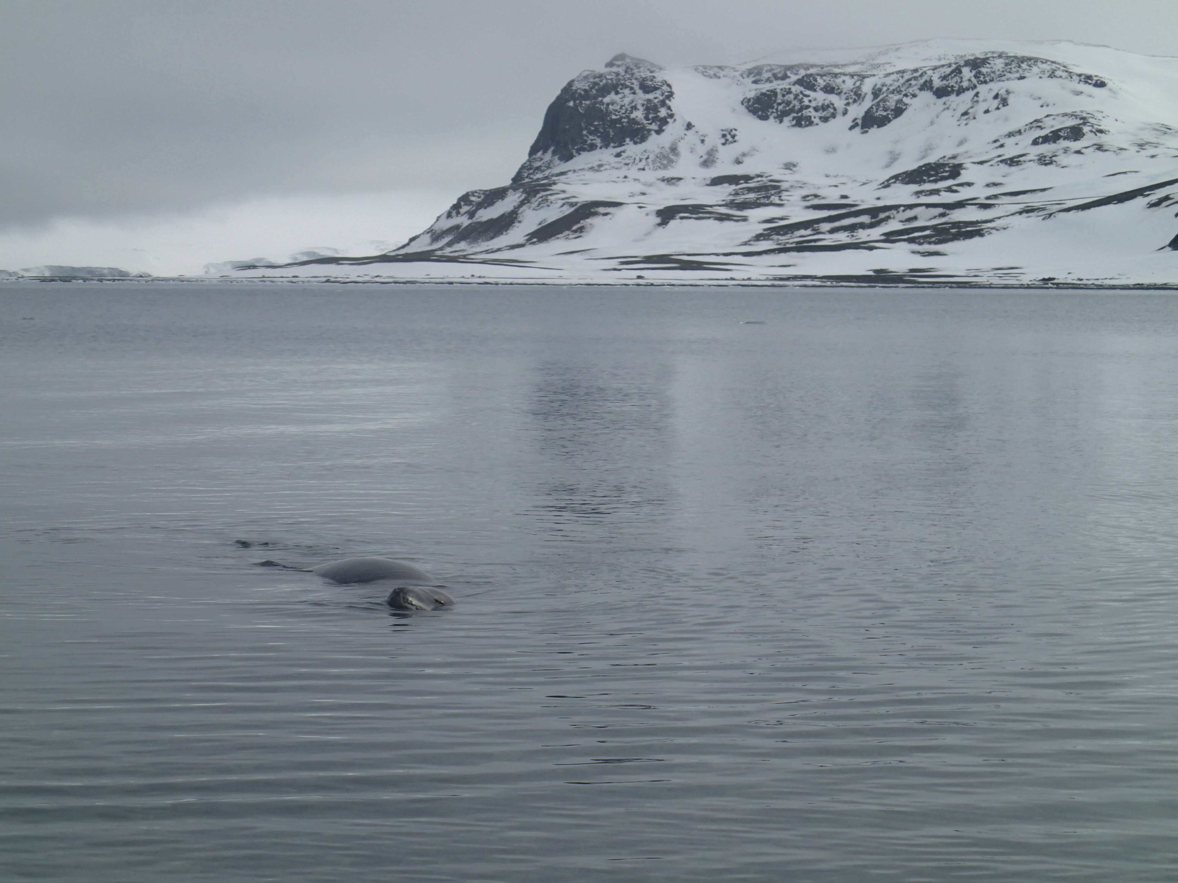 Image of leopard seal