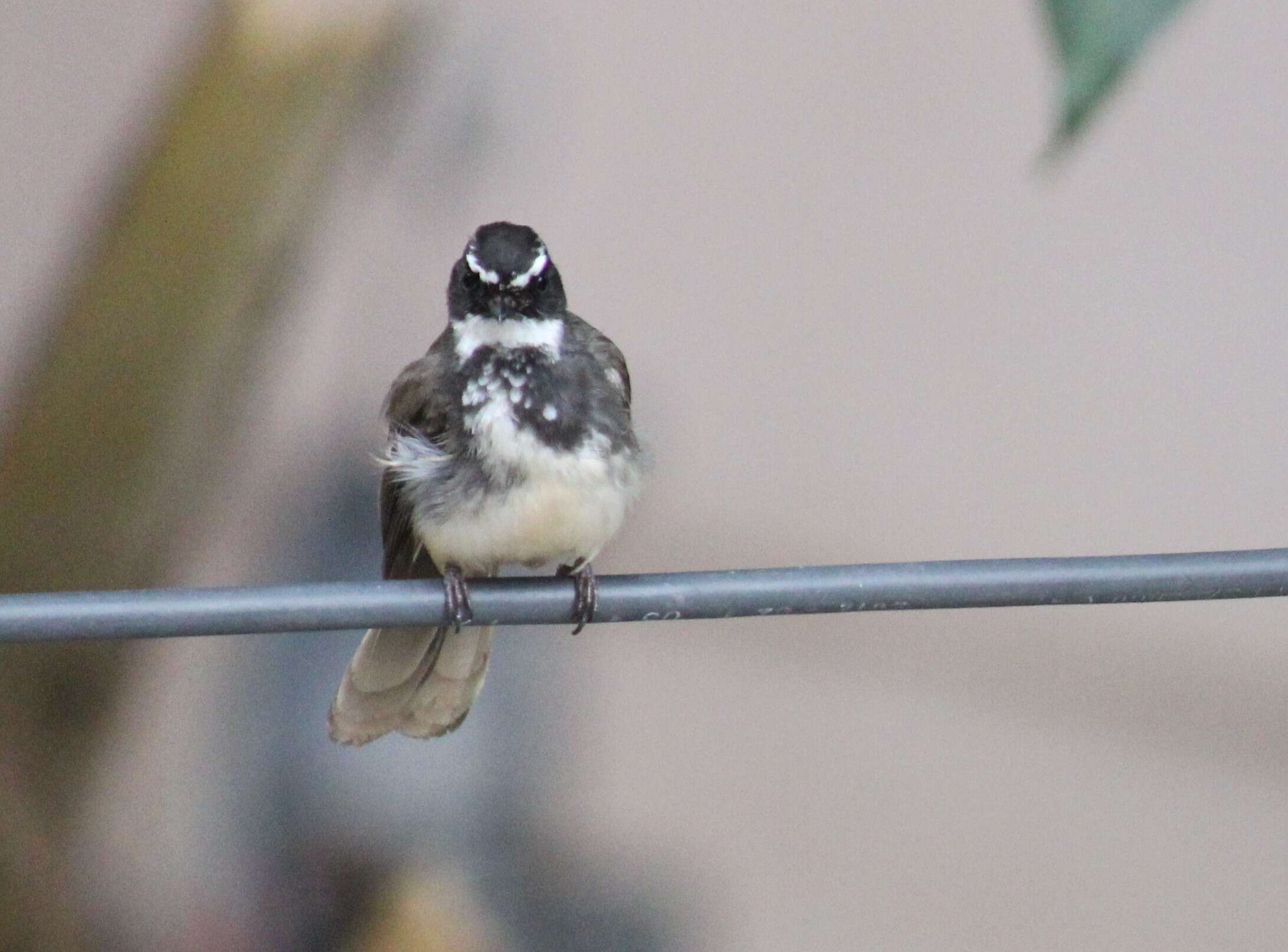 Image of White-spotted Fantail