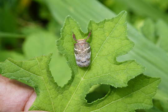 Image of Eurybrachys