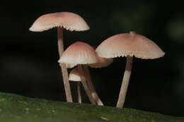 Image of Mycena haematopus (Pers.) P. Kumm. 1871