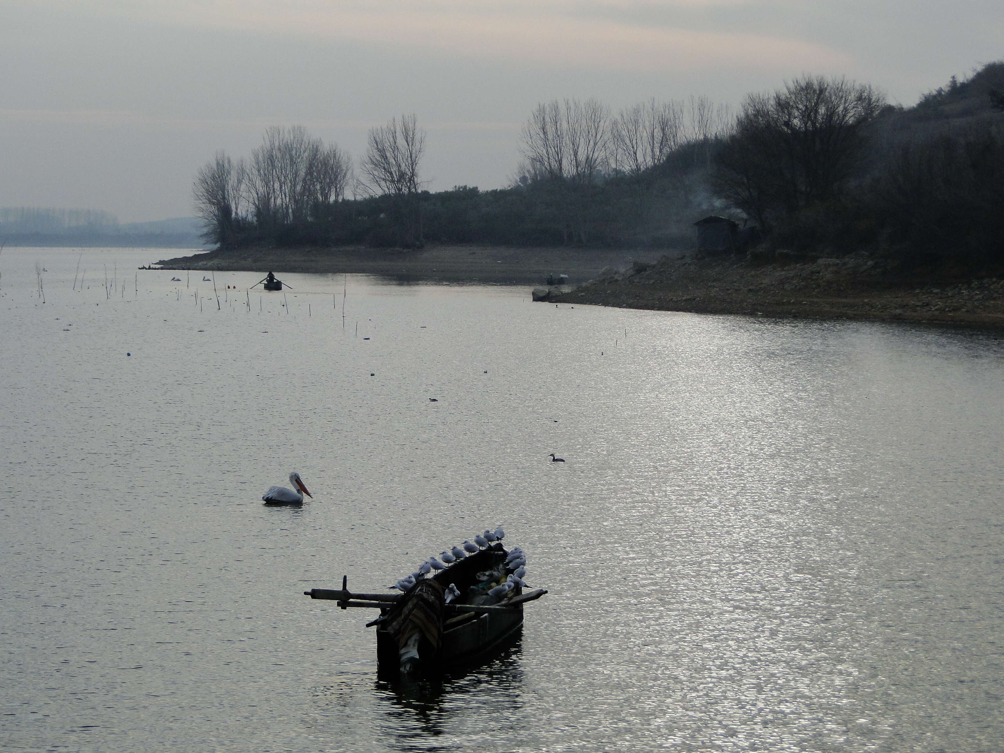 Image of Dalmatian Pelican