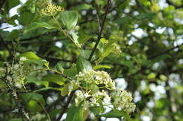 Image of Viburnum triphyllum Benth.