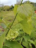 Image of Marsdenia volubilis (L. fil.) Cooke