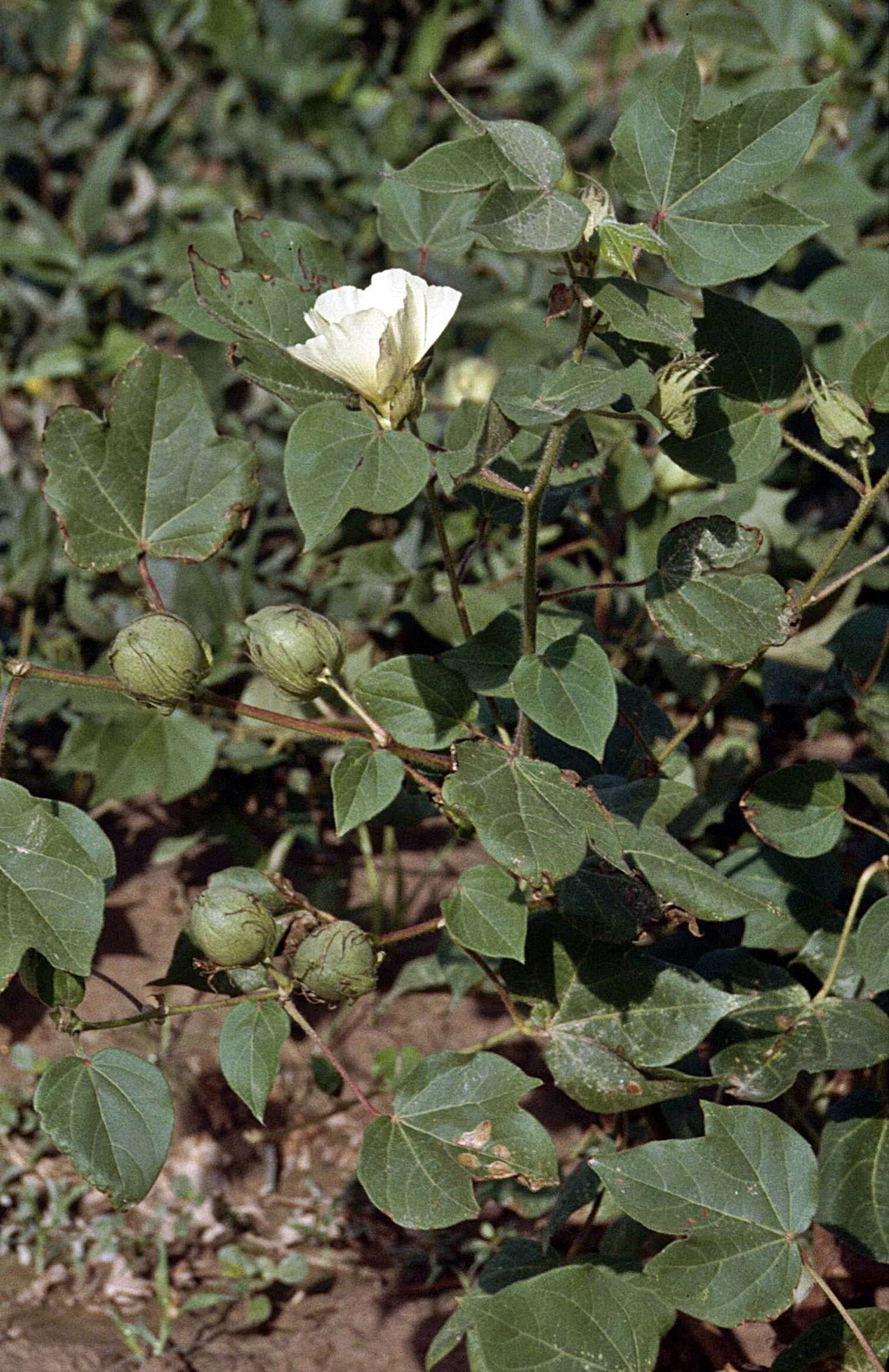 Gossypium herbaceum L. resmi