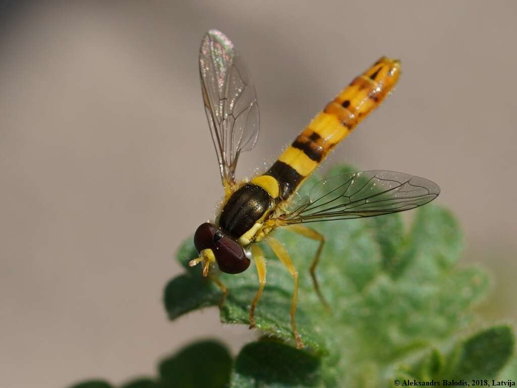 Image of Sphaerophoria rueppellii (Wiedemann 1830)