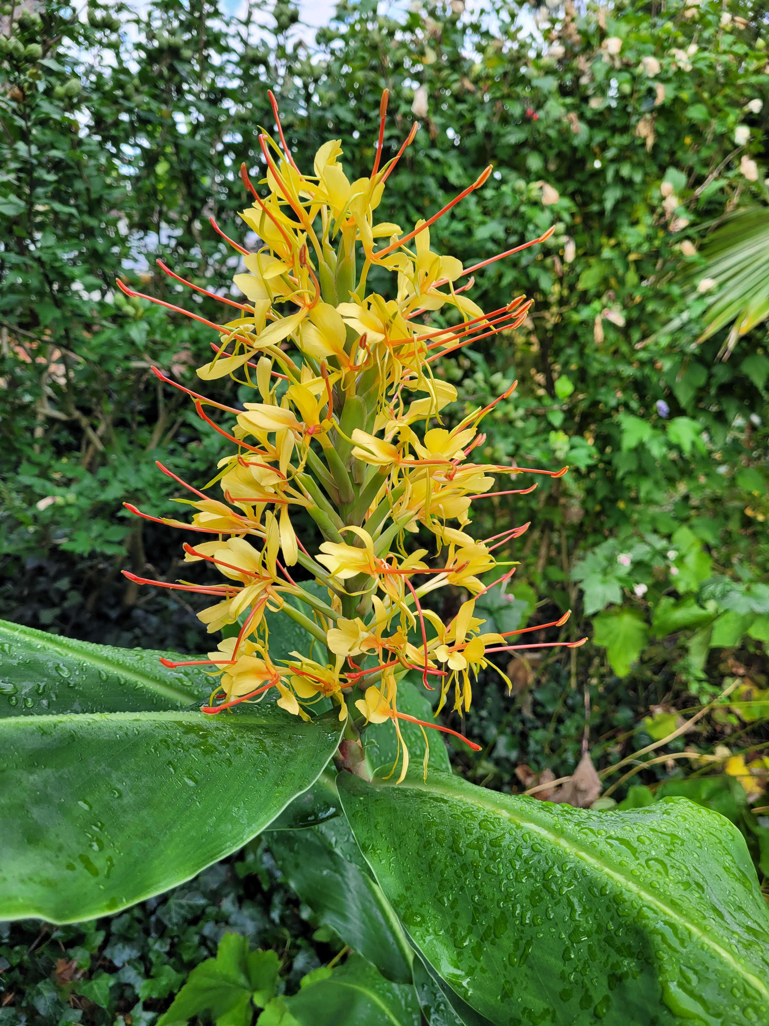 Слика од Hedychium