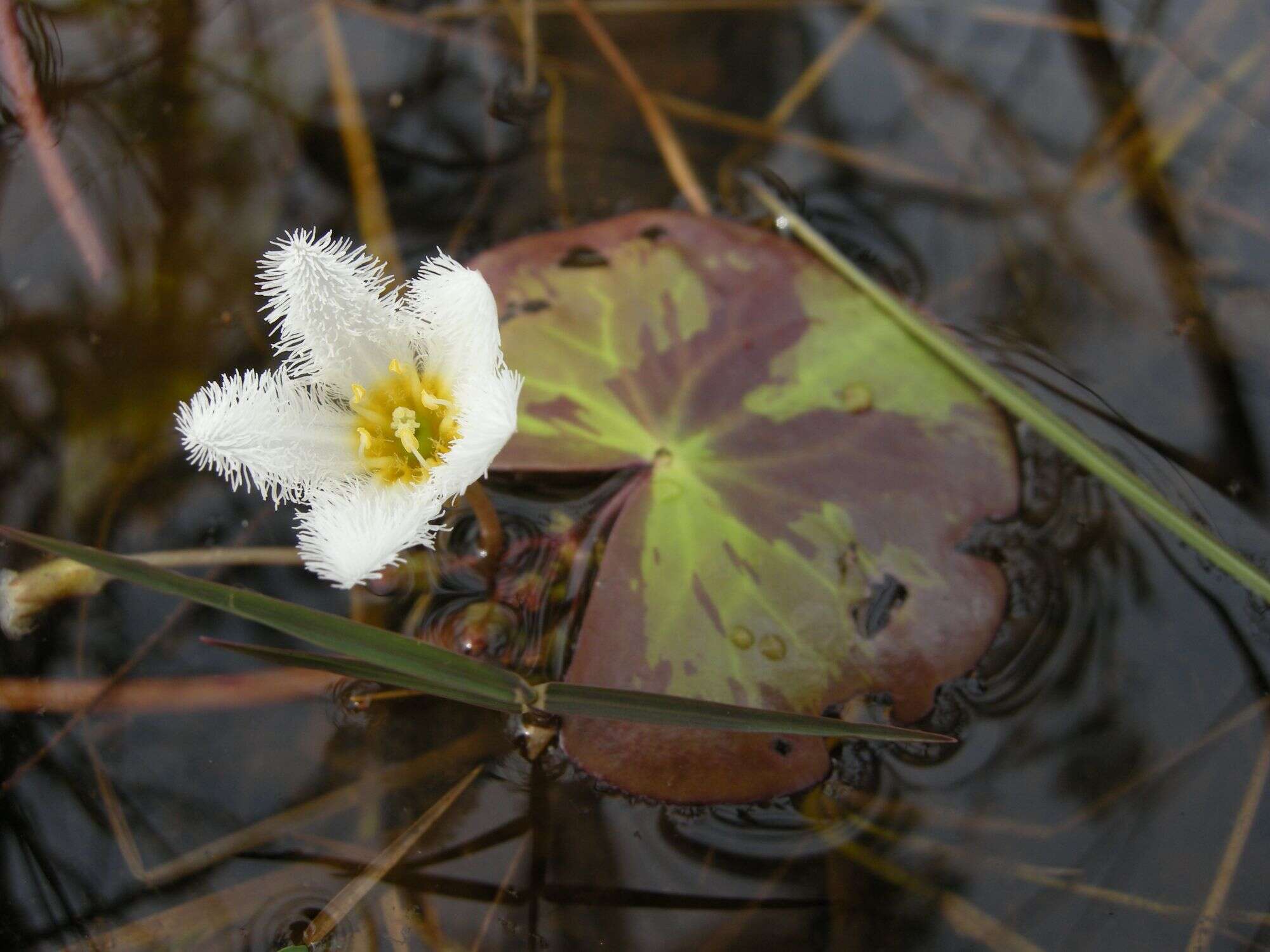 Image of Water-snowflake