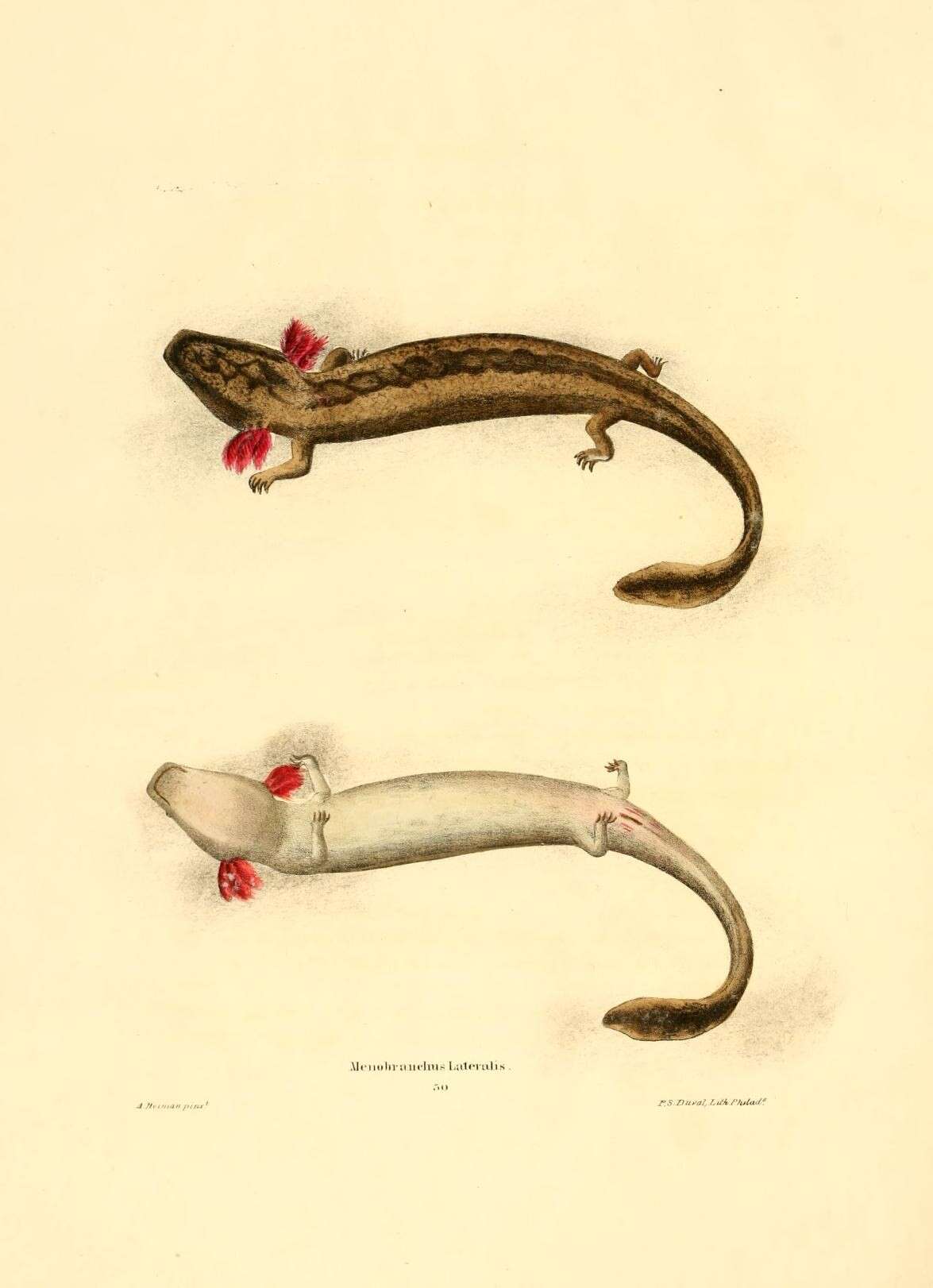 Image of Common mudpuppy