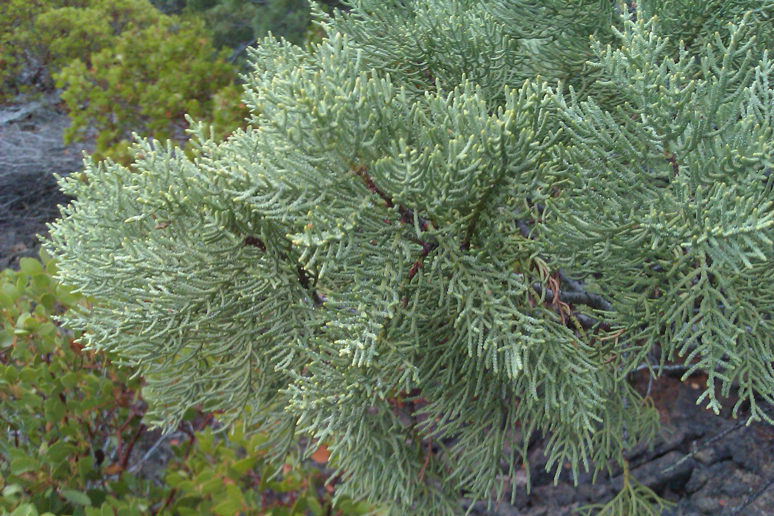 Cupressus bakeri Jeps.的圖片