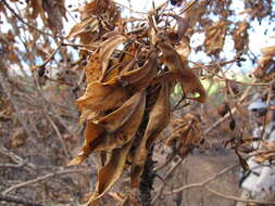 Imagem de Scaevola chamissoniana Gaud.