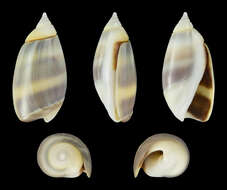 Plancia ëd Olivella semistriata (Gray 1839)