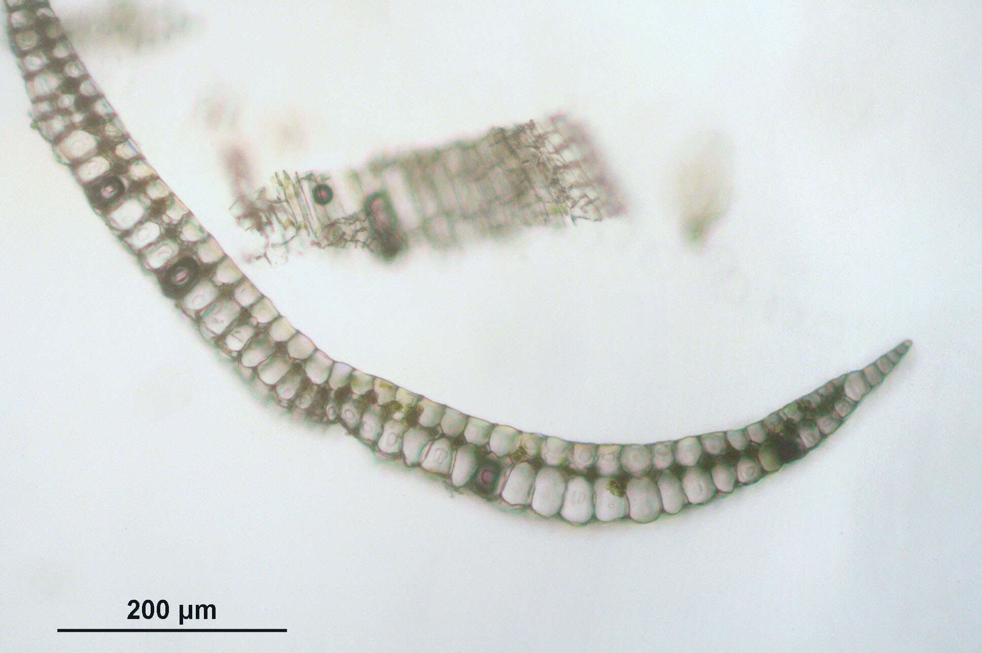 Image of Leucobryum juniperoideum C. Müller 1845