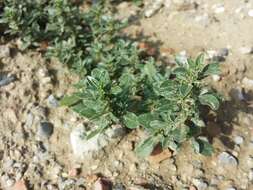 Imagem de Amaranthus blitoides S. Wats.