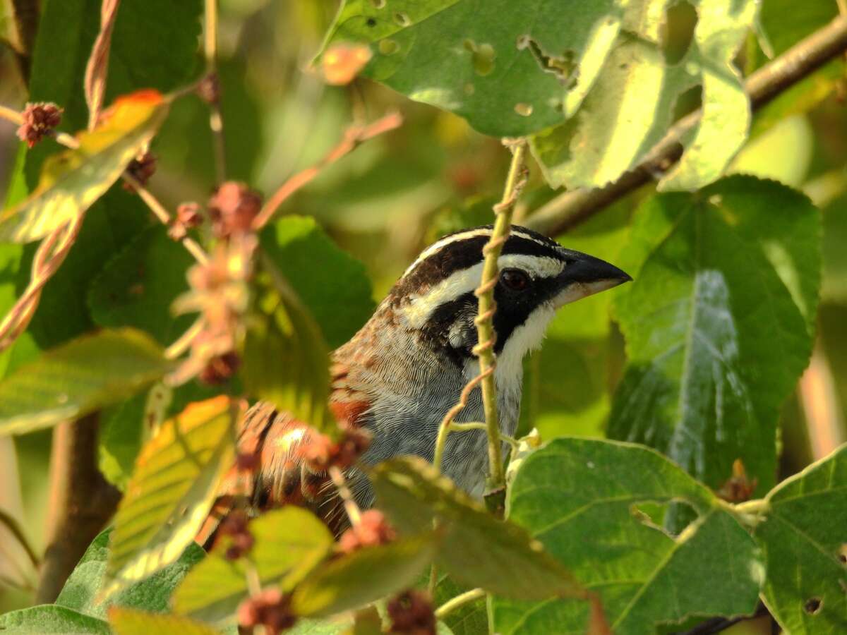 Image de Bruant ligné