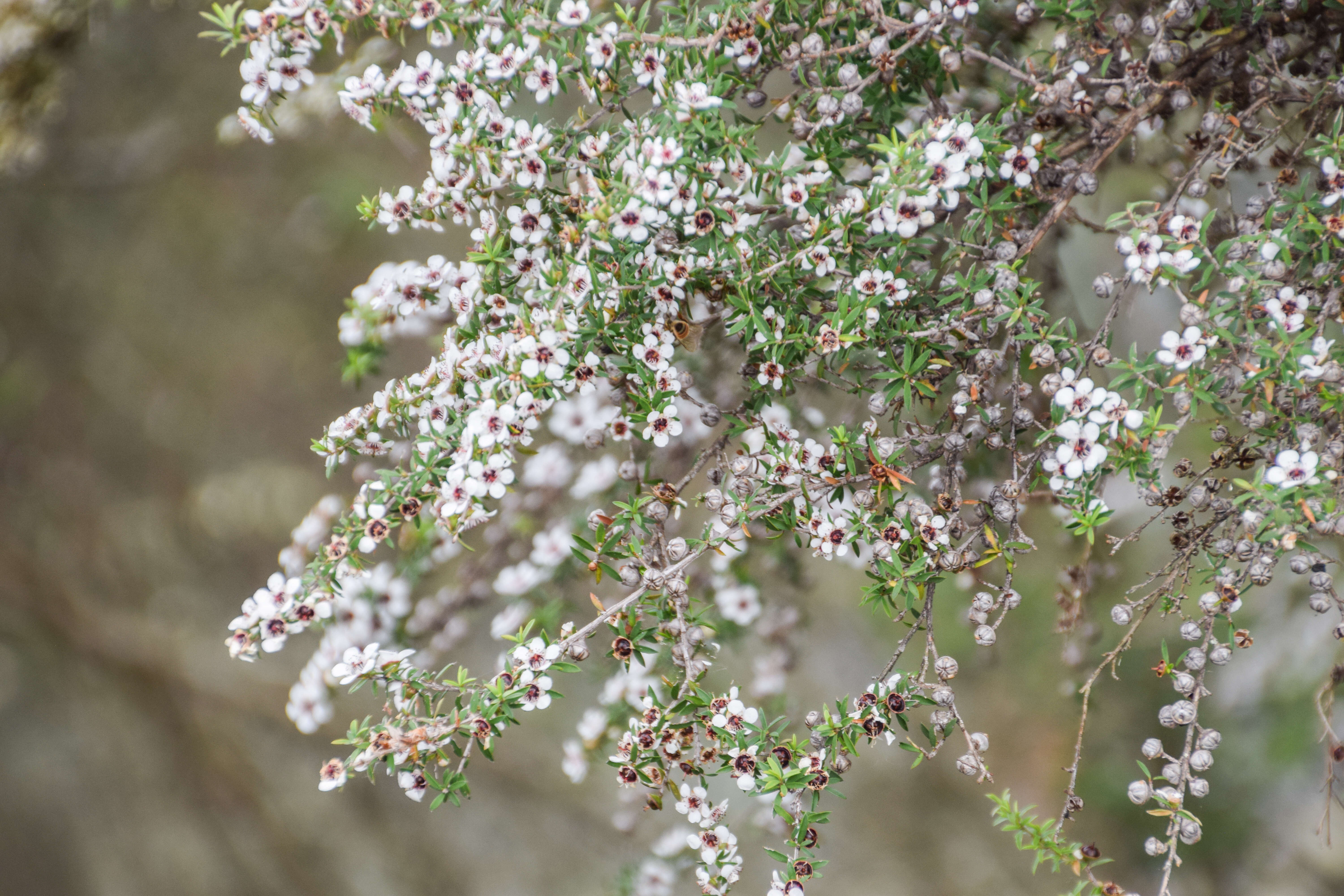 Sivun Kunzea ericoides (A. Rich.) J. Thompson kuva