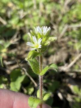 Image of sticky chickweed